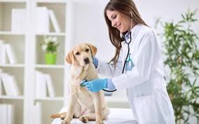 veterinaria la paz